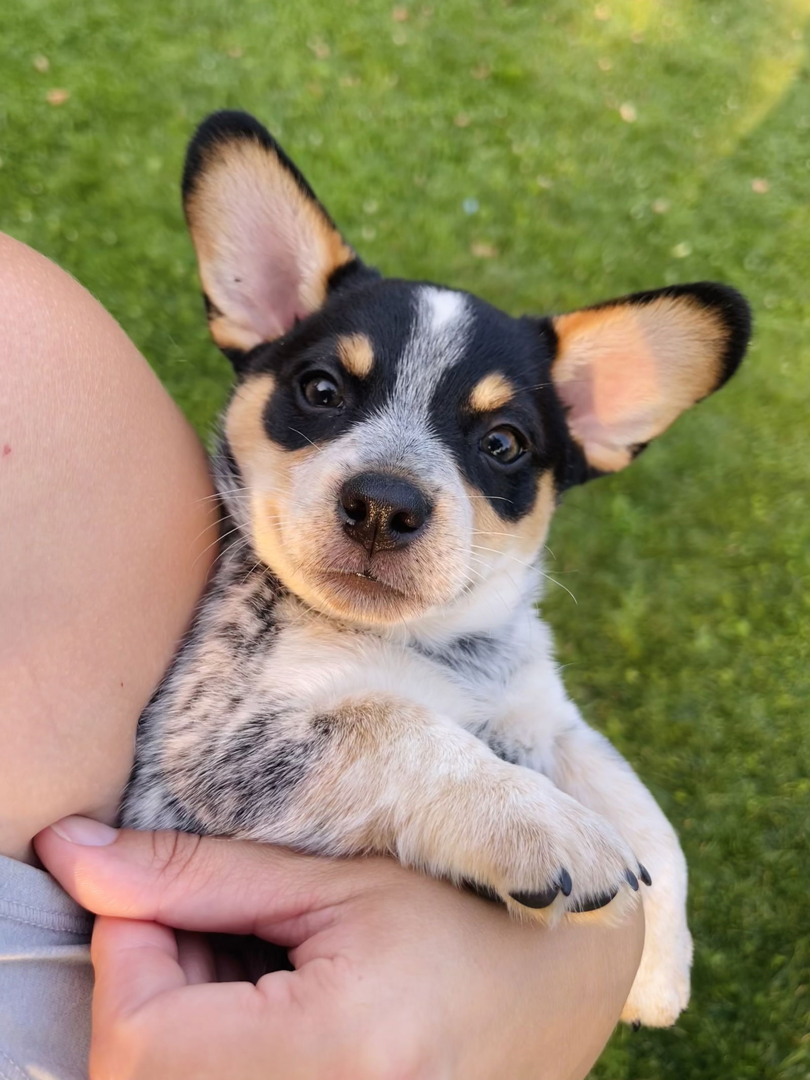 adoptable Dog in Winter, WI named Polish Sausage