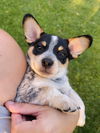 adoptable Dog in  named Polish Sausage