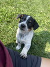 adoptable Dog in winter, WI named Italian Sausage