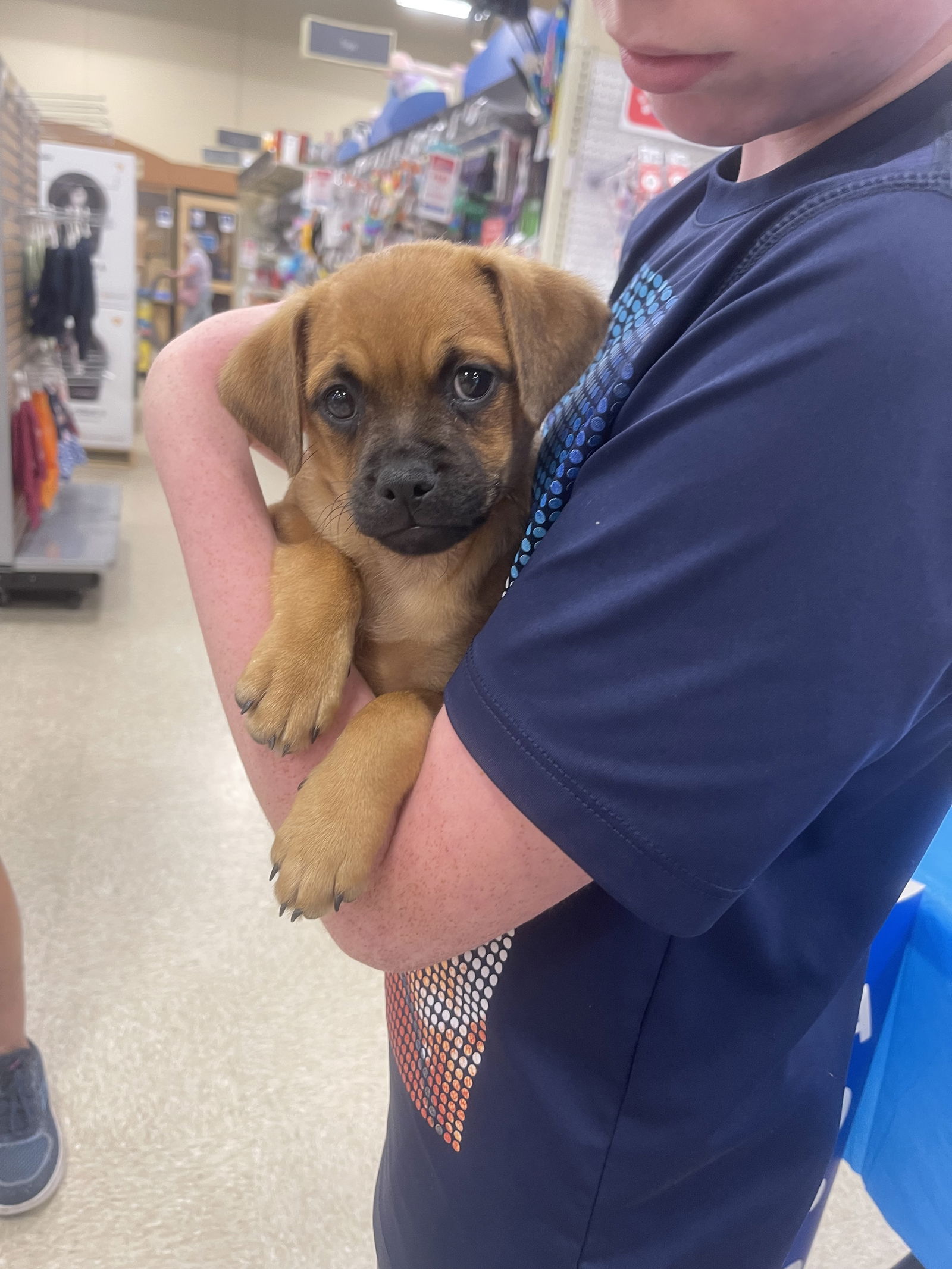 adoptable Dog in Winter, WI named Lance
