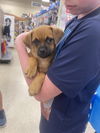 adoptable Dog in winter, WI named Lance