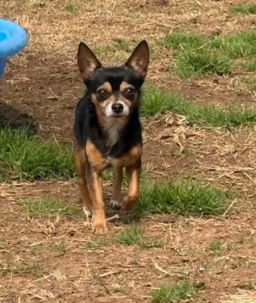 Tyler, an adoptable Chihuahua in Winter, WI