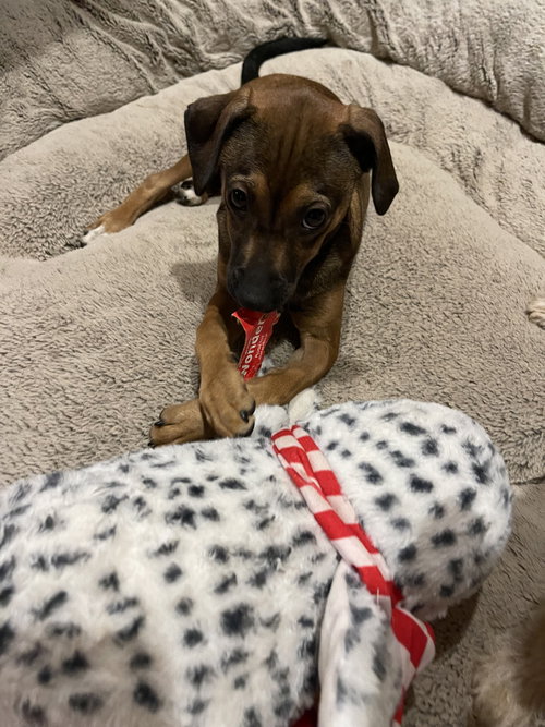 Benny, an adoptable Terrier in Winter, WI