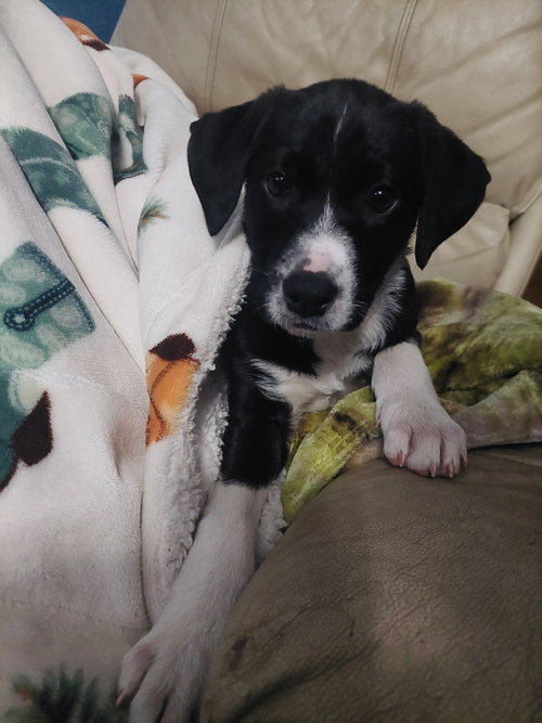 Kirby, an adoptable Border Collie in Winter, WI