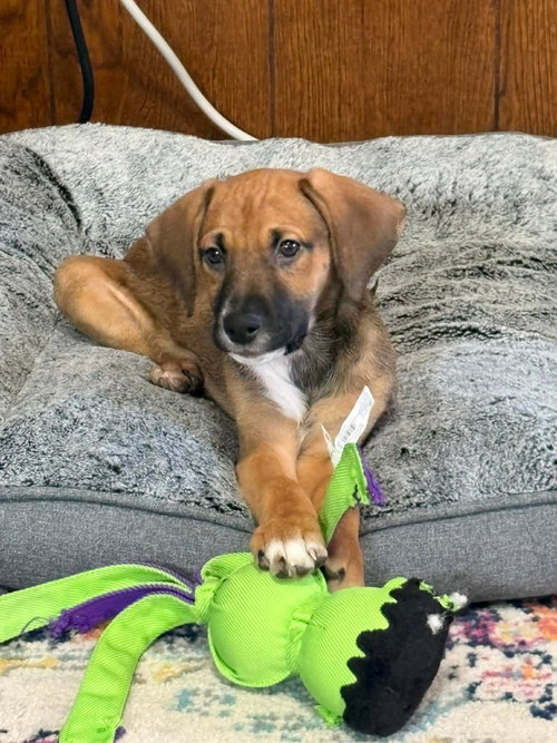 Brook, an adoptable Boxer in Winter, WI