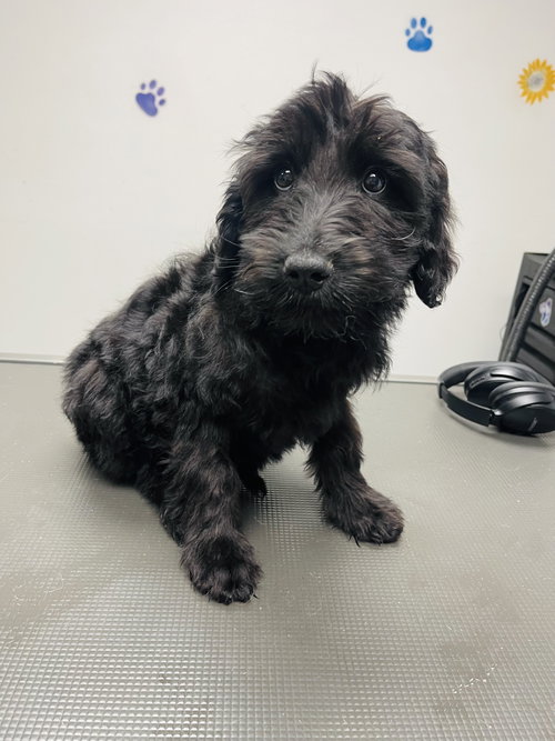 Marshmellow, an adoptable Poodle in Winter, WI