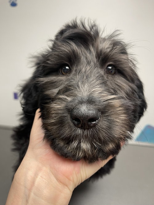 Meadow, an adoptable Poodle in Winter, WI