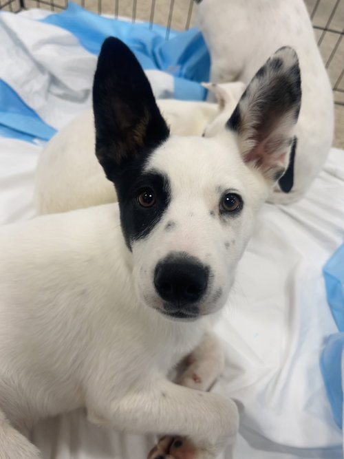 Frio, an adoptable Chihuahua in Winter, WI