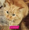 adoptable Cat in  named Simba
