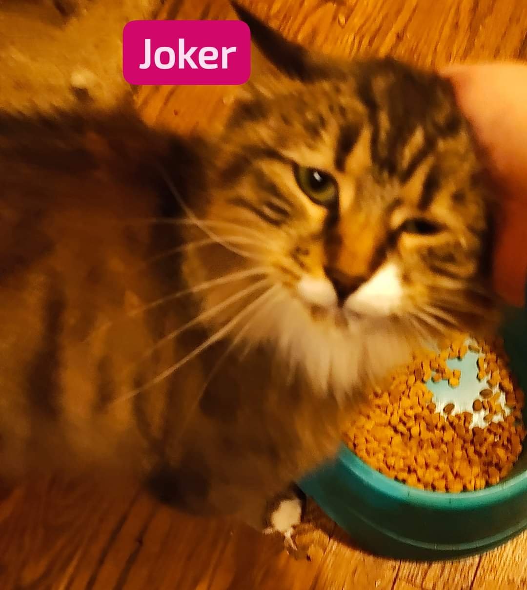 adoptable Cat in Chicago, IL named Joker
