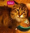 adoptable Cat in , IL named Joker