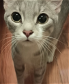 adoptable Cat in chicago, il, IL named Layla