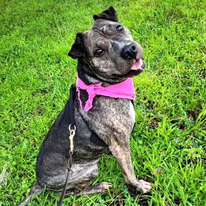 Dog for Adoption - Misty, a Shar Pei in Manatee County, FL | Alpha Paw