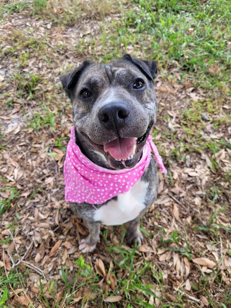 Dog for Adoption - Misty, a Shar Pei in Manatee County, FL | Alpha Paw