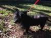 FOHA Sponsorship Dogs - Photo 5