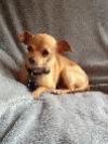 FOHA Sponsorship Dogs - Photo 4
