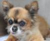 FOHA Sponsorship Dogs - Photo 1
