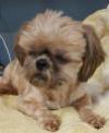 FOHA Sponsorship Dogs - Photo 3