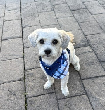 Bailey OS Slavin, an adoptable Maltese in Saunderstown, RI