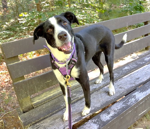 Sophie Pepper, a dog for adoption from Friends of Homeless Animals, Inc.