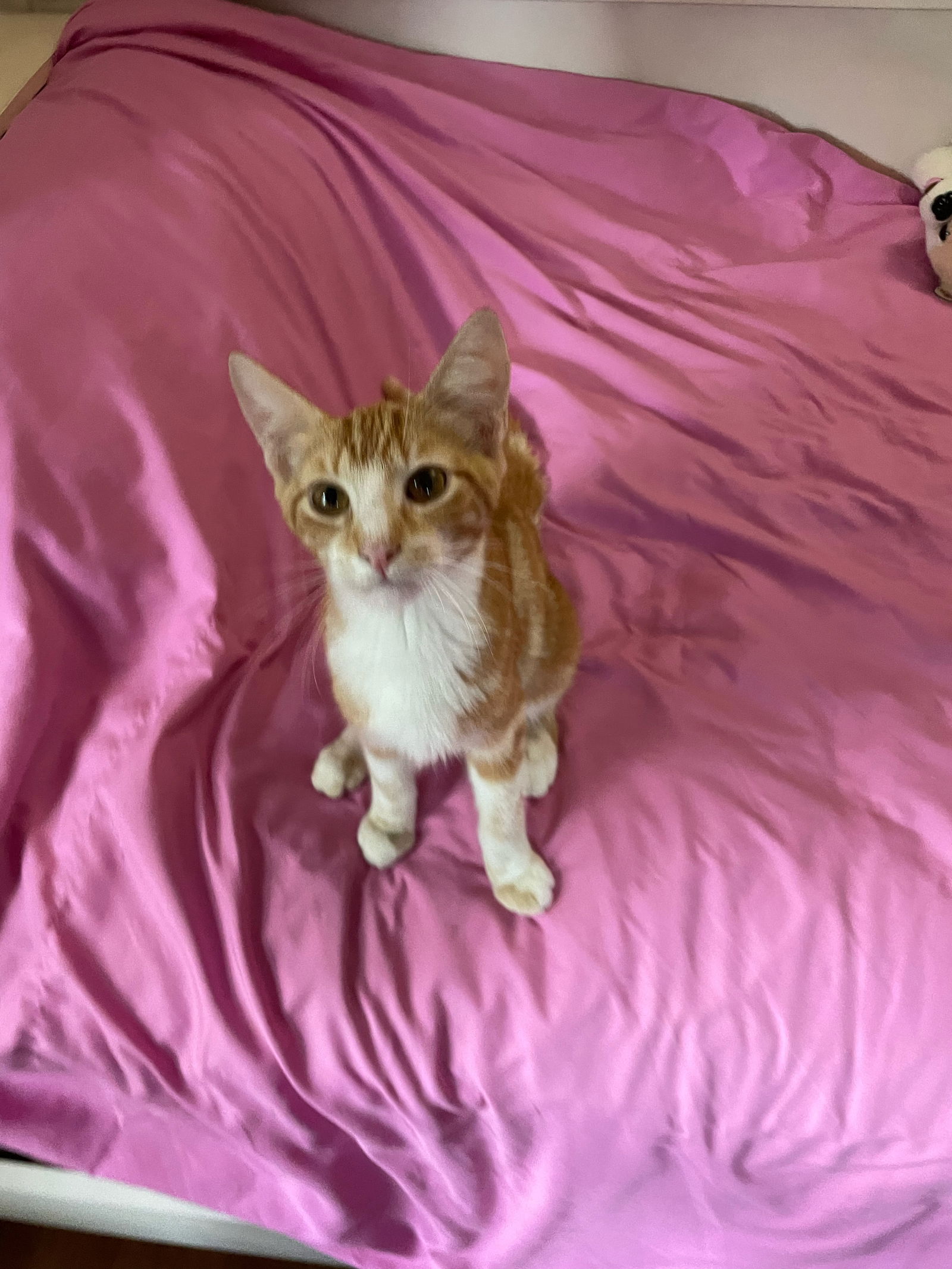 Cats For Adoption In Norwell Massachusetts Alpha Paw