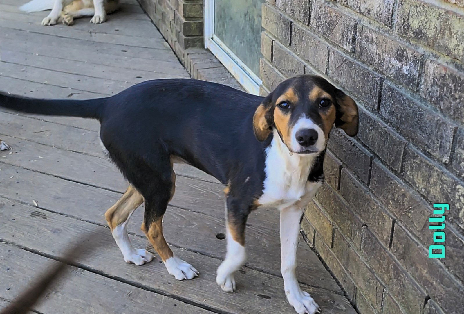 dog-for-adoption-dolly-mj-in-ms-a-beagle-in-boston-ma-alpha-paw