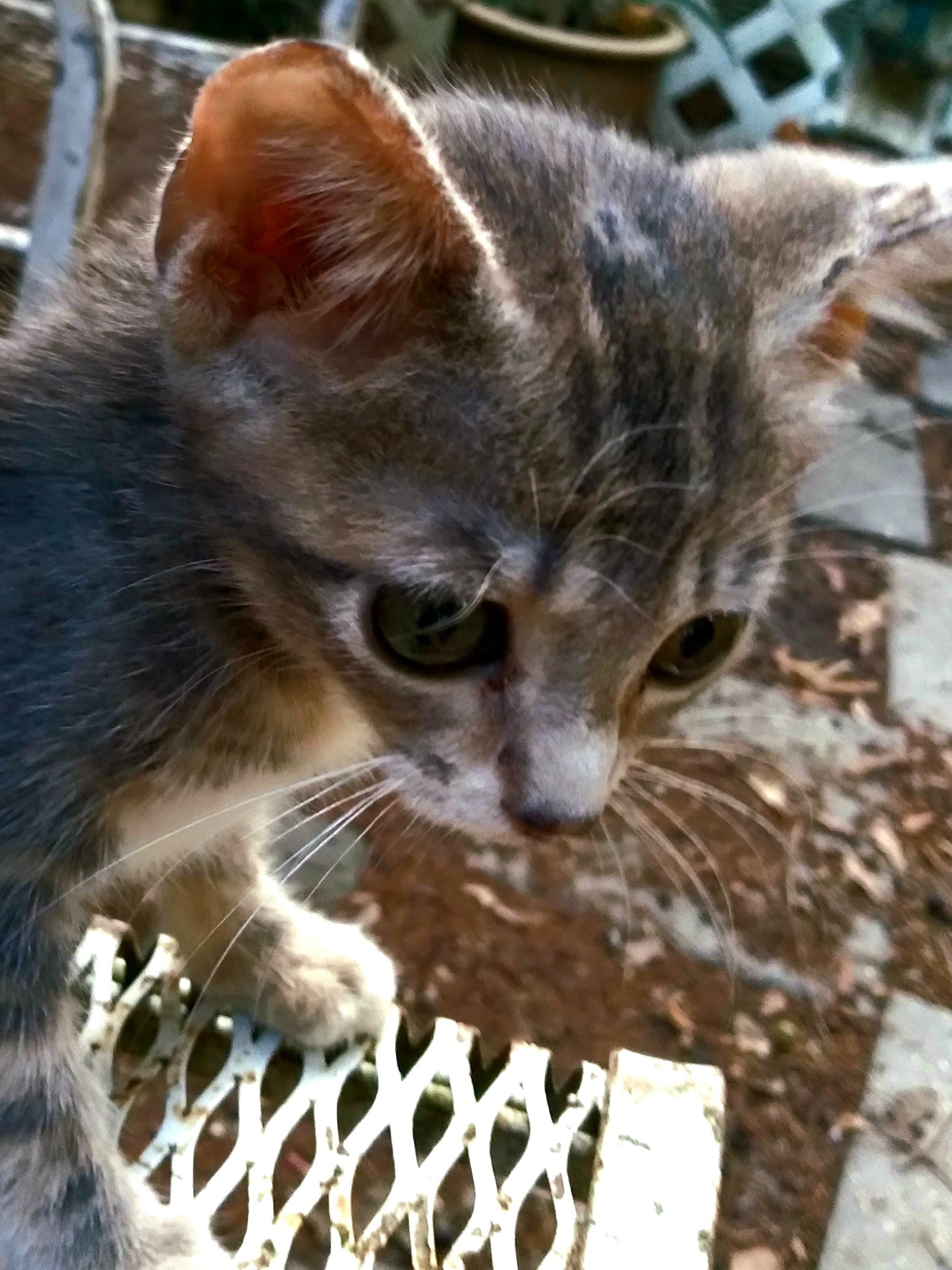 Cats for Adoption in Attleboro, Massachusetts Alpha Paw