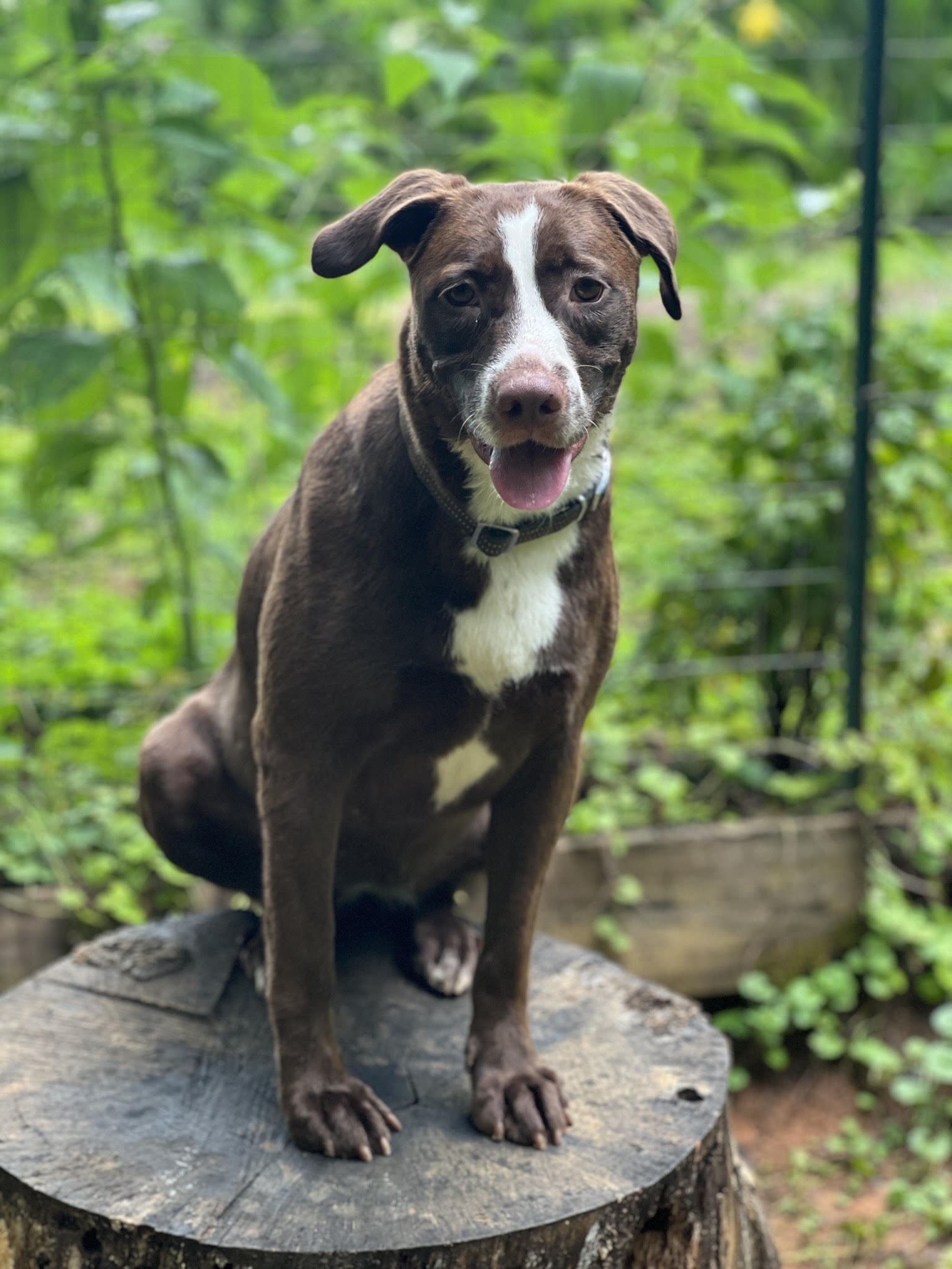 dog-for-adoption-finley-aa-cp-in-ms-a-labrador-retriever-in-berlin