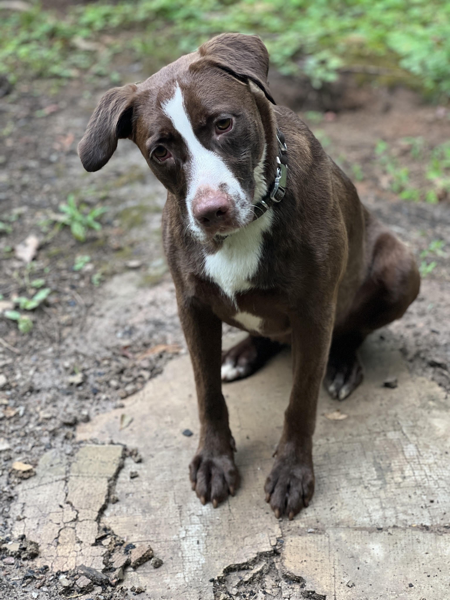 dog-for-adoption-finley-aa-cp-in-ms-a-labrador-retriever-in-berlin