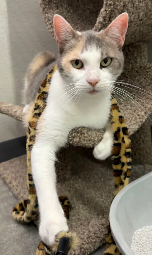 Fiona aka Holly C OS, a cat for adoption from Friends of Homeless Animals, Inc.