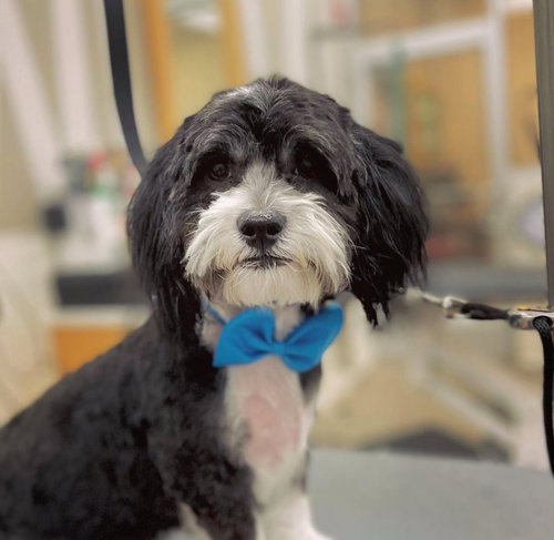 Goose Zeus, an adoptable Shih Tzu in Saunderstown, RI