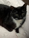 Snickers C Bell - Photo 1