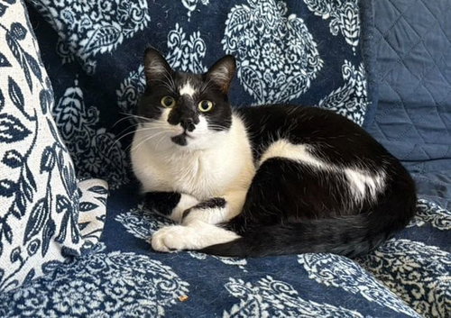 BOBBI C JONES - Tuxedo available for adoption