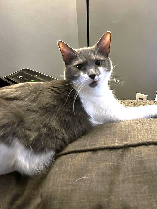 MILLIE C HILL - Domestic Medium Hair available for adoption