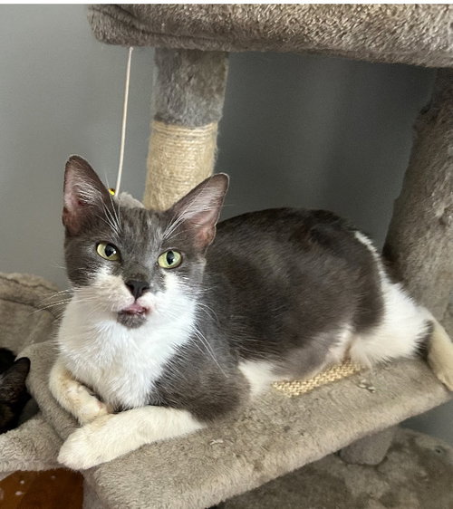 MILLIE C HILL - Domestic Medium Hair available for adoption