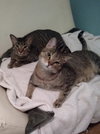 Bella & King C Ellison - Photo 1