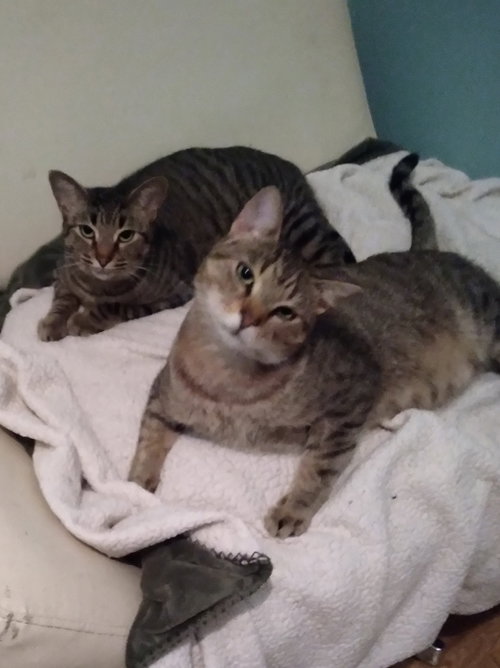 BELLA & KING C ELLISON - Tabby available for adoption