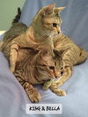 Bella & King C Ellison - Photo 2