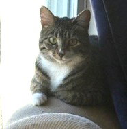 SCOOBY DOO C BELL - Tabby available for adoption