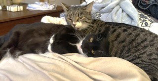 SCOOBY DOO C BELL - Tabby available for adoption