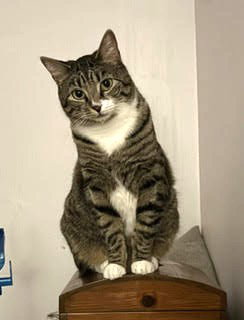 Scooby Doo C Bell, an adoptable Tabby in Saunderstown, RI