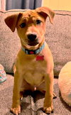 Chevy aka Puddles Wood - Photo 17