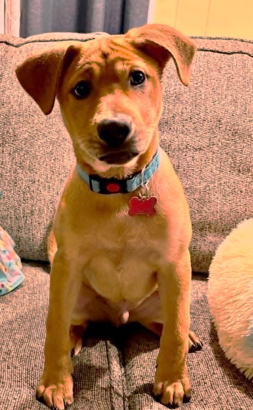 Chevy aka Puddles Wood — thumbnail 20