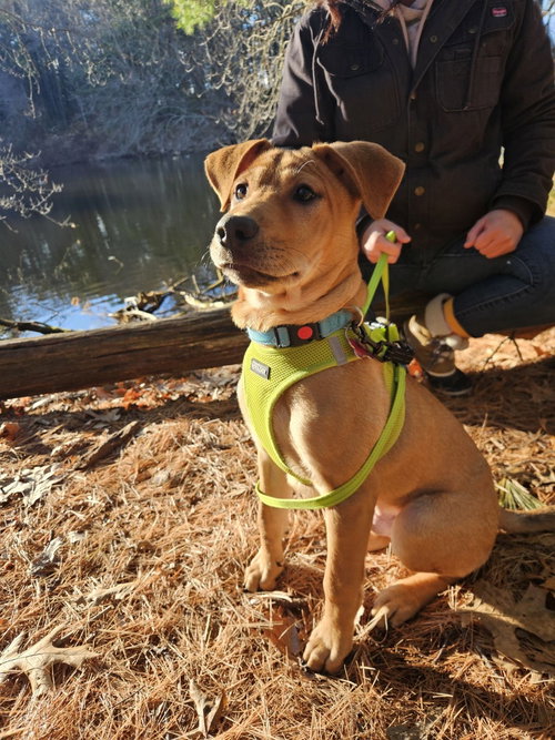 Chevy aka Puddles Wood — thumbnail 17