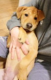 Chevy aka Puddles Wood - Photo 12
