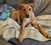 Chevy aka Puddles Wood - Photo 11