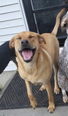 Chevy aka Puddles Wood - Photo 1