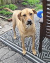 Chevy aka Puddles Wood - Photo 2