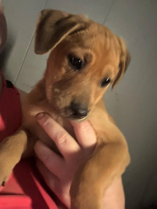 Chevy aka Puddles Wood — thumbnail 23