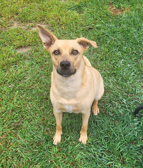 LAYNE LOUISE - German Shepherd Dog / Beagle available for adoption